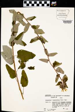 Berlandiera x betonicifolia image