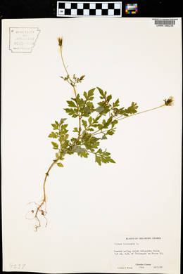 Bidens bipinnata image