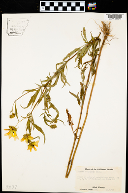 Bidens polylepis image