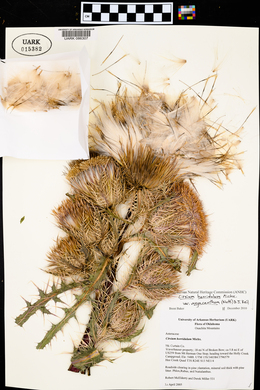 Cirsium horridulum image