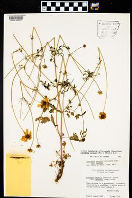 Coreopsis basalis image