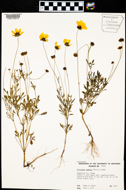 Coreopsis basalis image