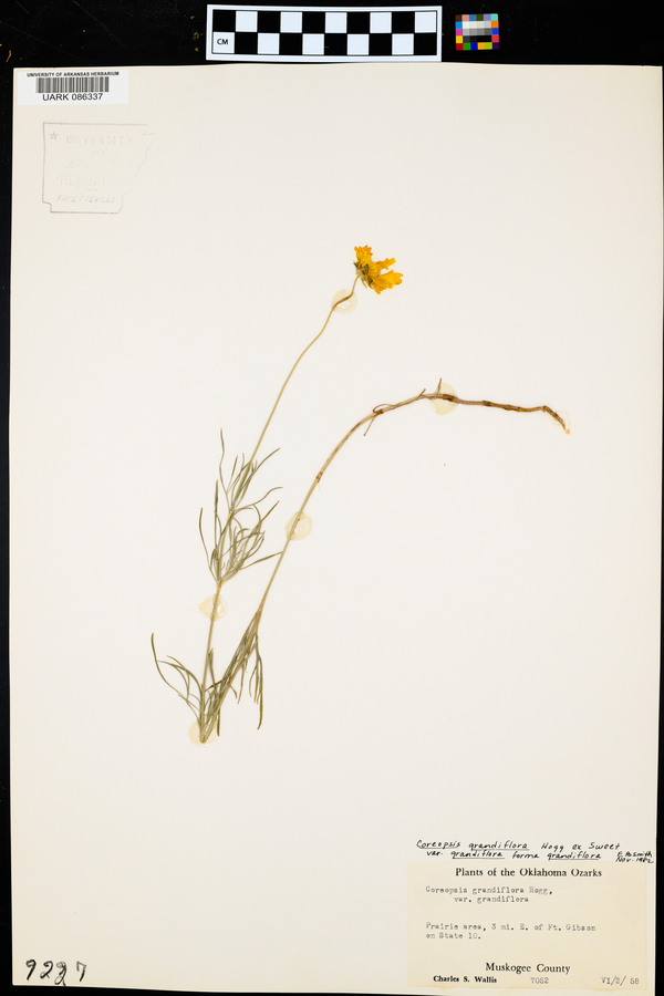 Coreopsis grandiflora f. grandiflora image