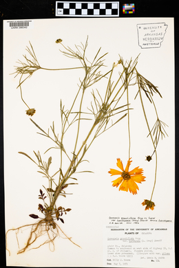 Coreopsis grandiflora var. harveyana image