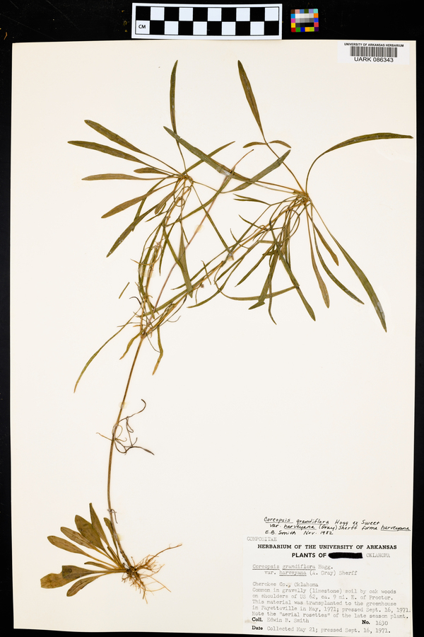 Coreopsis grandiflora var. harveyana image