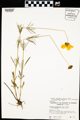 Coreopsis grandiflora var. harveyana image