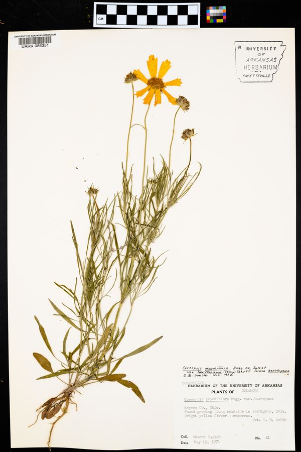 Coreopsis grandiflora var. harveyana image