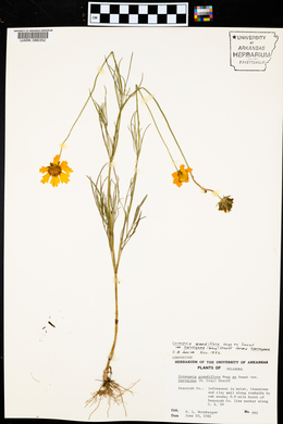 Coreopsis grandiflora var. harveyana image