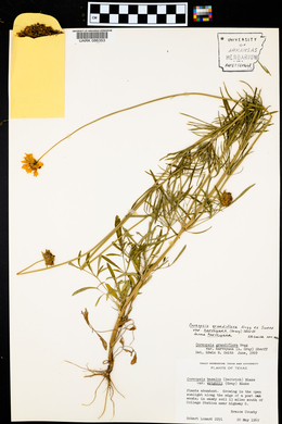 Coreopsis grandiflora var. harveyana image