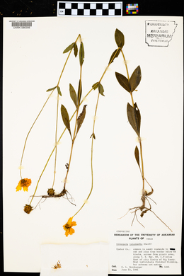 Coreopsis intermedia image