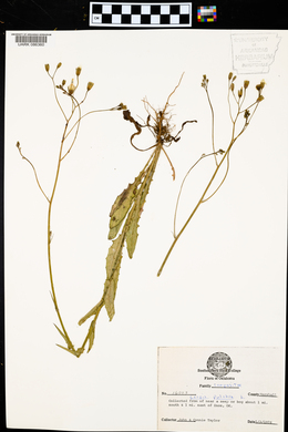 Crepis pulchra image