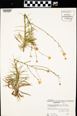Croptilon hookerianum var. graniticum image