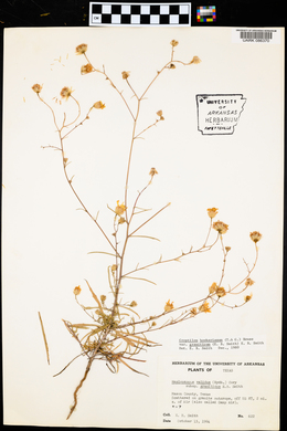 Croptilon hookerianum var. graniticum image