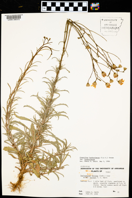 Croptilon hookerianum var. hookerianum image