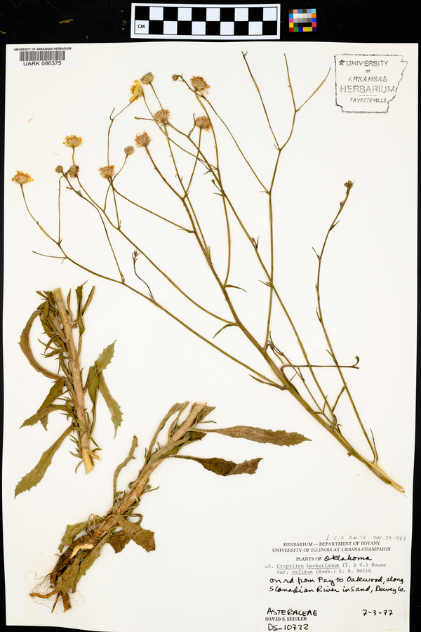 Croptilon hookerianum image