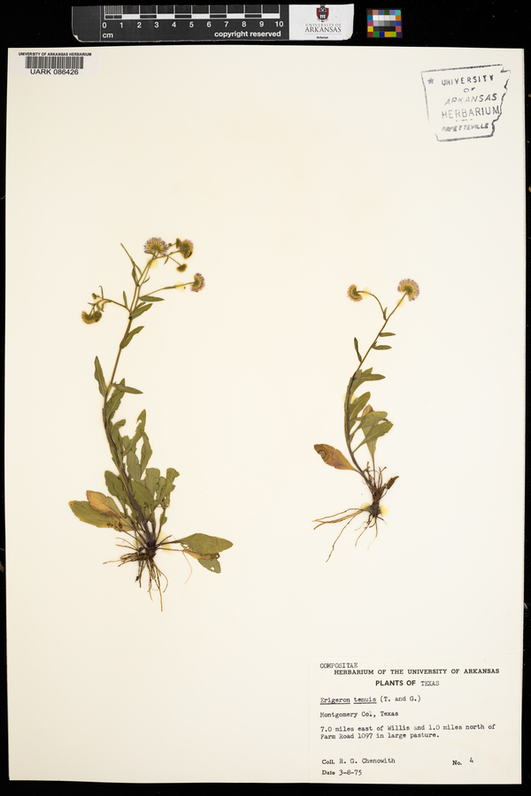 Erigeron tenuis image