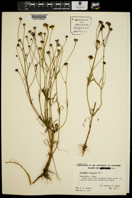 Coreopsis tinctoria image