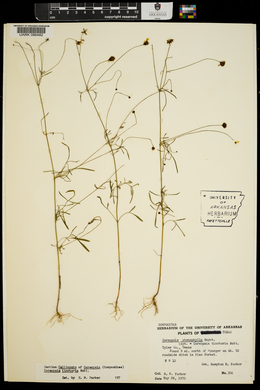 Coreopsis tinctoria image