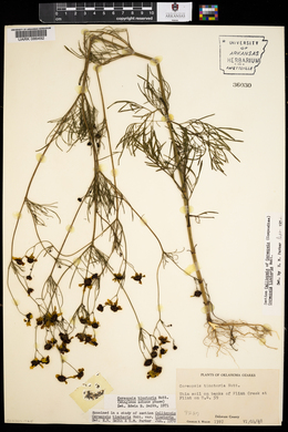 Coreopsis tinctoria image