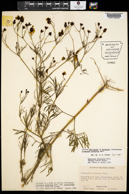 Coreopsis tinctoria image