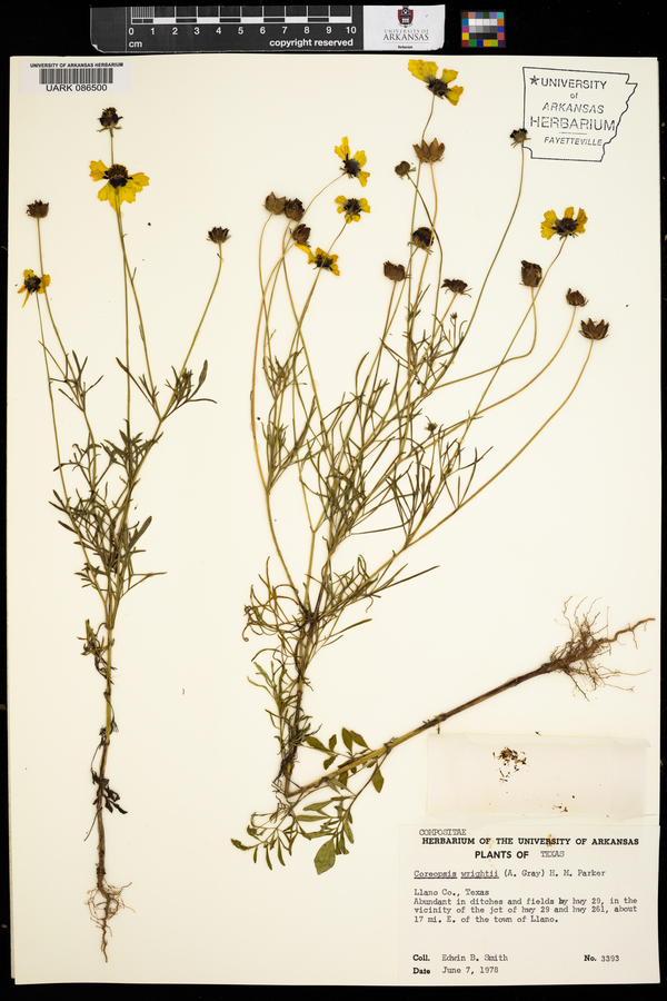 Coreopsis wrightii image