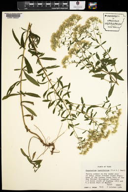 Eupatorium lancifolium image