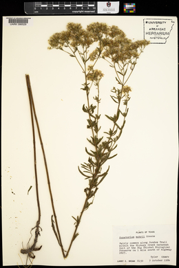 Eupatorium mohrii image