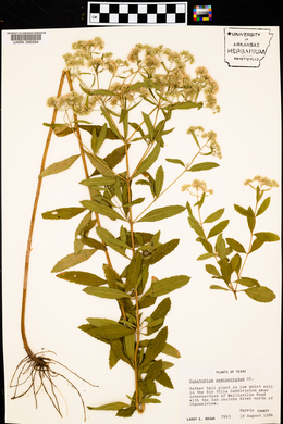 Eupatorium semiserratum image