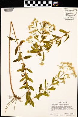 Eupatorium semiserratum image