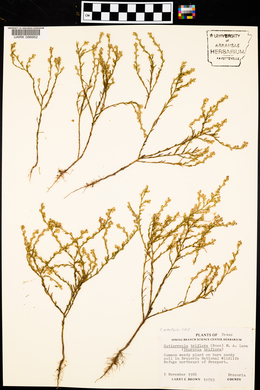 Image of Gutierrezia triflora