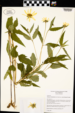 Heliopsis helianthoides var. scabra image