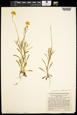 Tetraneuris linearifolia var. linearifolia image