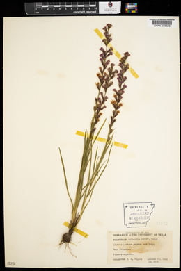 Liatris acidota image