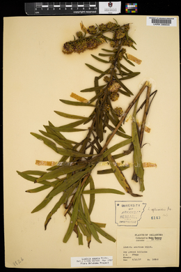 Liatris aspera image