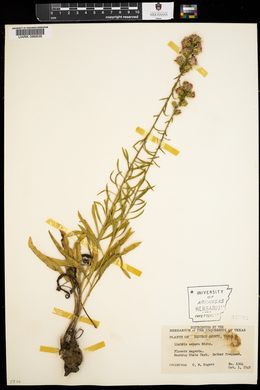 Liatris aspera image