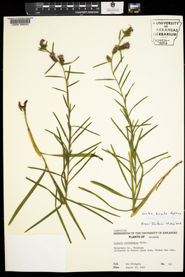 Liatris hirsuta image