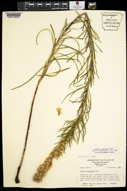 Liatris punctata image