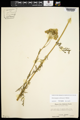 Hymenopappus scabiosaeus image