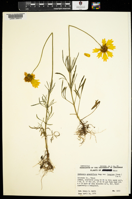 Coreopsis grandiflora var. longipes image