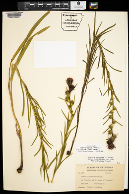 Liatris squarrosa image