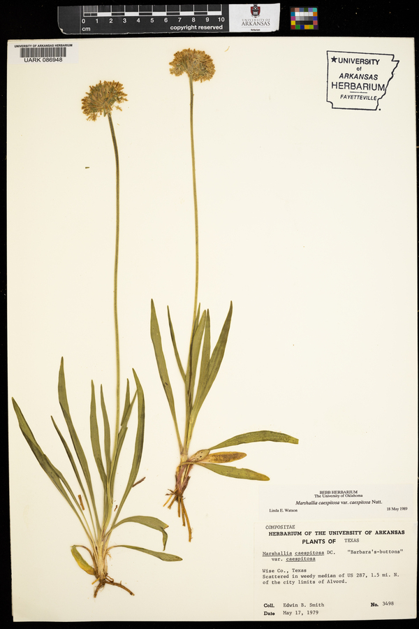 Marshallia caespitosa var. caespitosa image