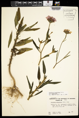 Palafoxia hookeriana var. hookeriana image