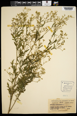 Parthenium hysterophorus image