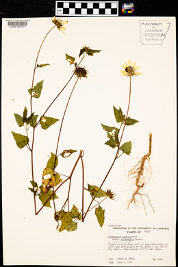 Helianthus debilis var. silvestris image