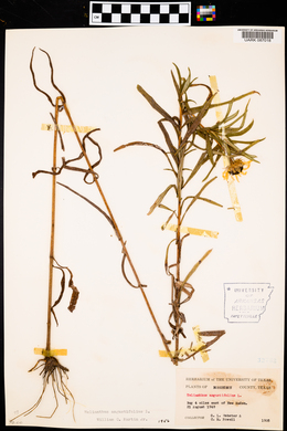 Helianthus angustifolius image