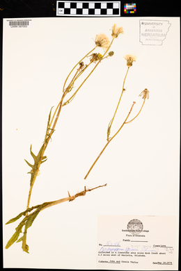 Pyrrhopappus pauciflorus image