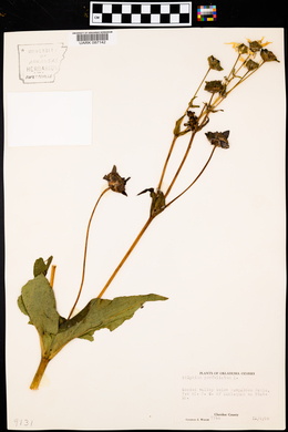 Silphium perfoliatum image