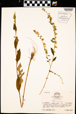 Solidago boottii image