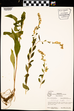 Solidago boottii image