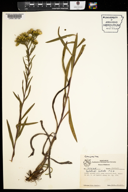 Solidago nitida image